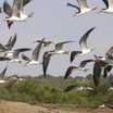 Skimmers